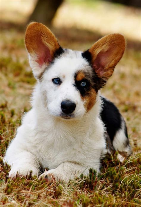 Sale Sold out. . Corgi puppies for sale in maine